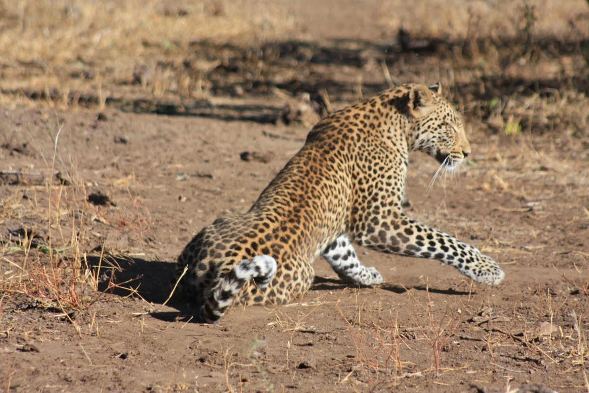 South Africa Leopards Disc3 138 